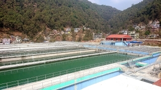 water plant